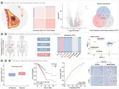 COL11A1 as an novel biomarker for breast cancer with machine learning and immunohistochemistry validation